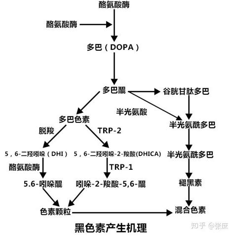 浅谈酪氨酸酶和白癜风的关系 知乎