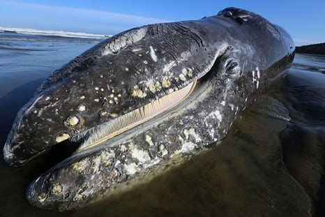 10 Largest Whale Species In The World - Largest.org