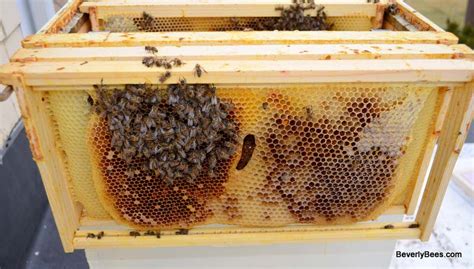 How to Autopsy a Honey Bee Colony - Beverly Bees