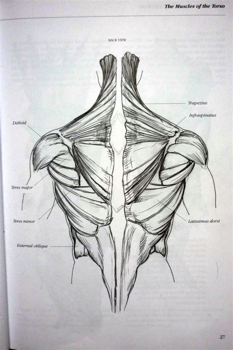 Back Muscles Anatomy Art - Back muscles by Jesuzillo on DeviantArt : The general action of the ...