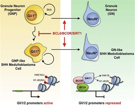 A Bcl6 Bcor Sirt1 Complex Triggers Neurogenesis And Suppresses