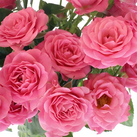 Buy Wholesale Hot Pink Spray Roses in Bulk - FiftyFlowers