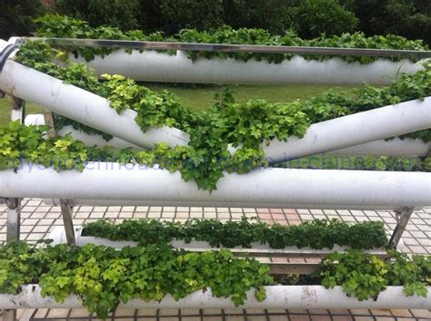 Vertical Pvc Trough Hydroponic Strawberry Growing Systems In Greenhouse