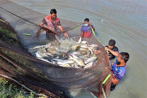 Advancing Aquaculture Systems Productivity Through Carp Genetic