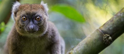 The Endangered Greater Bamboo Lemur | Critter Science