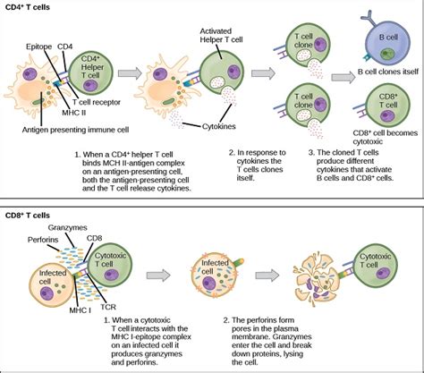 What Is The Difference Between Cd4 And Cd8 T Cells Pediaacom