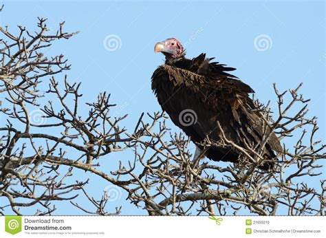 Nubian Vulture Torgos Tracheliotos Stock Photo Image Of Animals