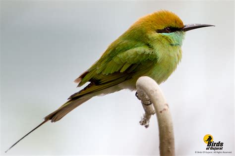 Green Bee Eater Merops Orientalis Birds Of Gujarat Online