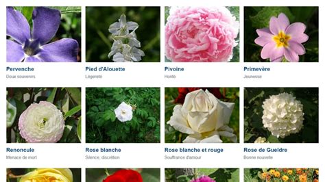 Notre Guide Interactif Pour Comprendre Le Langage Des Fleurs