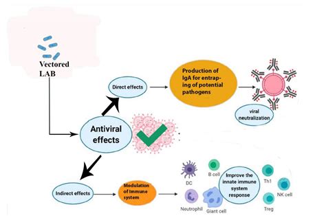 Applications Of Lactic Acid Bacteria Encyclopedia Mdpi