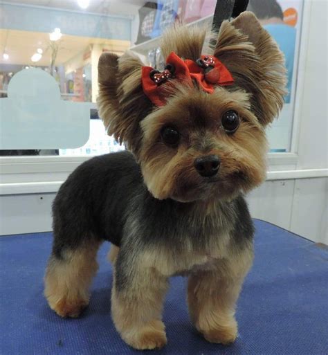 Teddy Bear Yorkie Haircut Ideas Thatll Make Your Pup Even Cuter