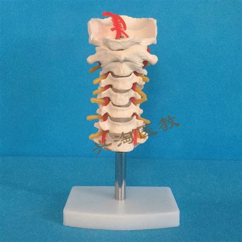 Modelo De Esqueleto Cervical Con Arteria Car Tida Hueso Occipital