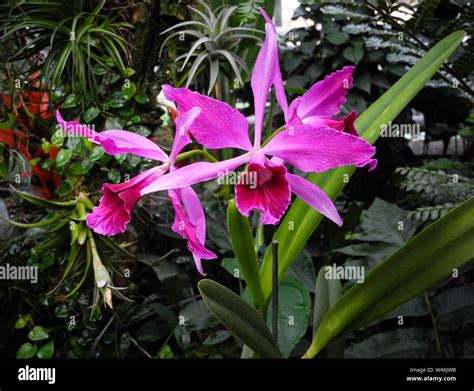 Cattleya Labiata Hi Res Stock Photography And Images Alamy