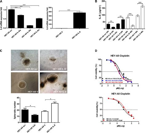 Frontiers Cancer Associated Fibroblast Derived Interleukin Promotes