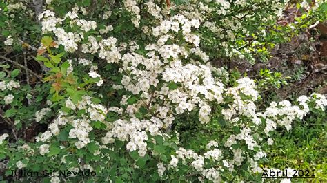 Espino Albar Garden Plants