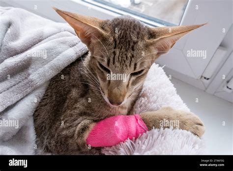 Tabby Cat With A Bandaged Paw And An Internal Catheter Installed Under