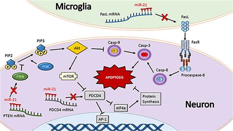 The Microrna Mir Conditions The Brain To Protect Against Ischemic