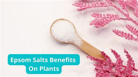 Epsom Salt Uses In Plants: Benefits, Application + 9 Methods