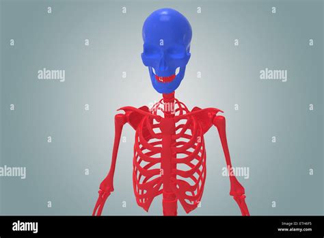 Anatomía De Las Partes Del Esqueleto Humano 3d Ilustración Fotografía De Stock Alamy