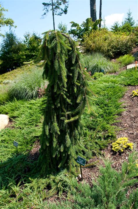 Ель Богемика Пендула (68 фото) - фото - картинки и рисунки: скачать ...