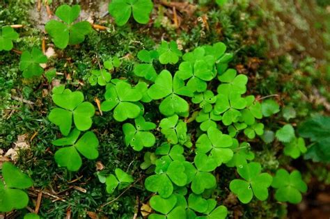 The difference between a shamrock and a clover and why people get ...