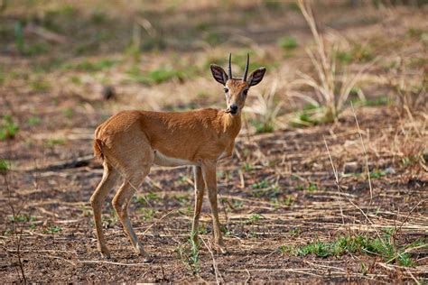 travel4pictures | Oribi, Uganda