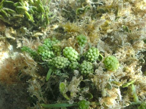 Caulerpa Racemosa Green Grape Algae Digital Camera Orangejoshuas