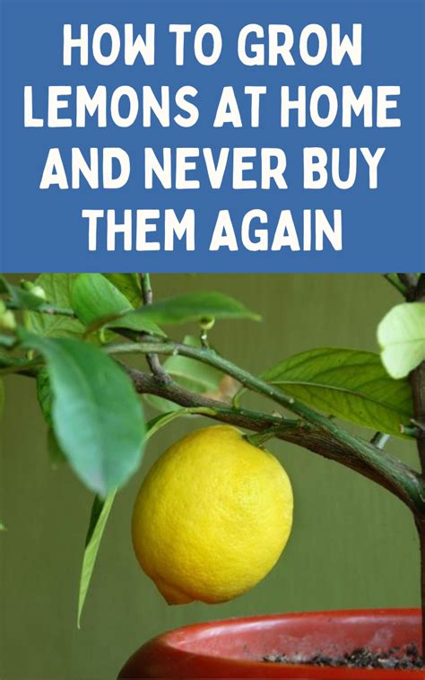 How To Grow Lemons At Home And Never Buy Them Again How To Grow Lemon Vegetable Garden For