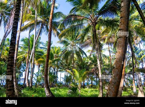 Palmeras En Una Isla En Las Islas De San Blas En Panam Fotograf A De