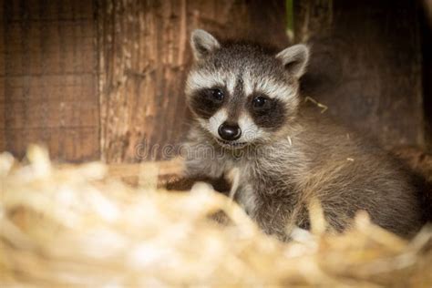 Baby Raccoon stock image. Image of beautiful, camera - 163772801