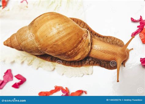 Caracol Que Come Uma Folha Da Couve Foto De Stock Imagem De Nave