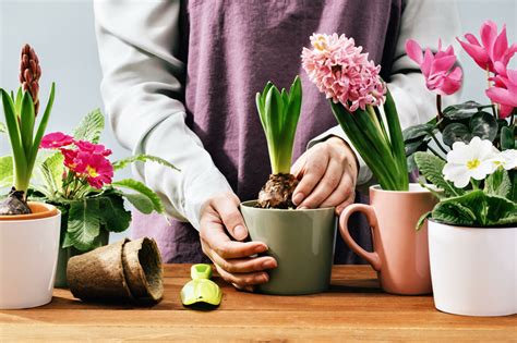 Hyazinthen pflanzen pflegen Duftende Blütenpracht