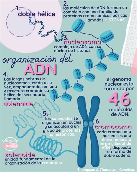 O Dna Ácido Desoxirribonucleico Material Genético De Seres Vivos