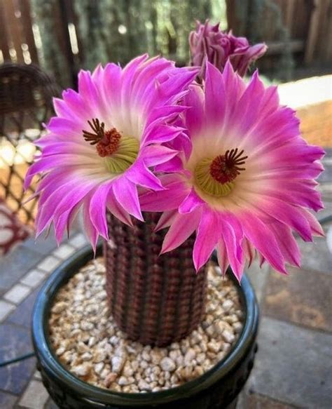 Echinocereus Pectinatus Rubispinus Kaktus R Owy Cena Opinie