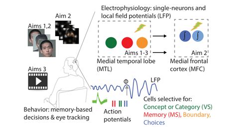 Neuronal mechanisms of human episodic memory | Interagency Modeling and Analysis Group