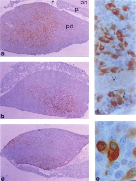 A E Light Micrographs Of Pituitary Pars Distalis Immunostained With