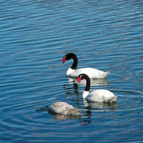 Black-Necked Swan - Facts, Diet, Habitat & Pictures on Animalia.bio