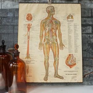 Anatomy Chart Authentic Vintage Human Diagrams From Anatomical