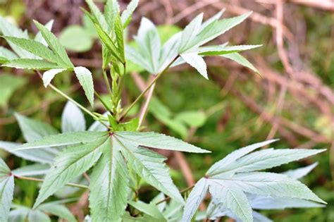10 Plants That Look Like Marijuana, But Aren’t