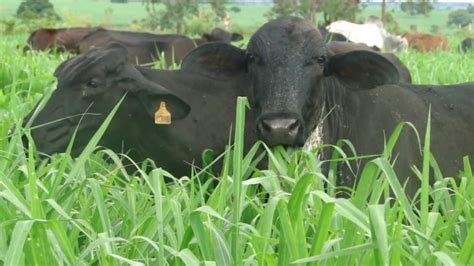 Manejo De Pastagem Em Pocas De Chuva E Seca Melhores Pr Ticas