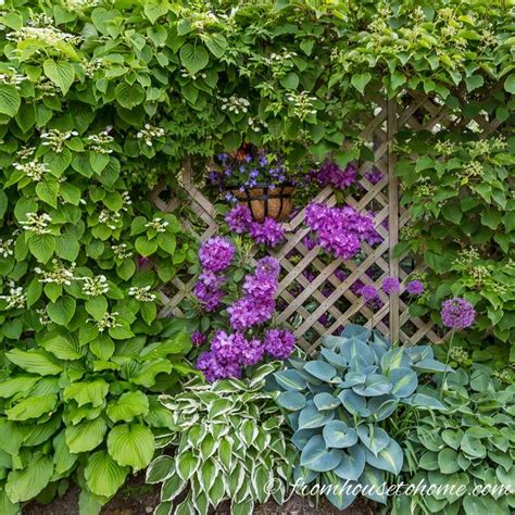 Shade Loving Plants Gorgeous Perennials Shrubs Vines And Annuals