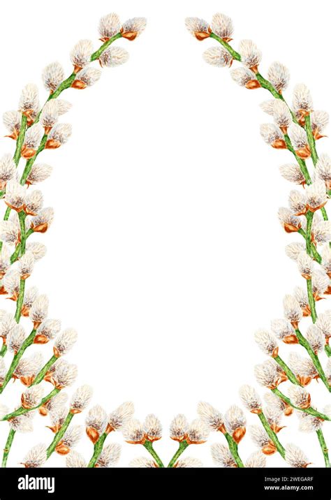 Hand Drawn Watercolor Wreath Frame Of Pussy Willow Botanical Clip Art Symbol Of Religious