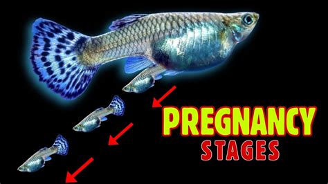 Guppy Fish Pregnancy Stages And Live Birth Caught On Camera Youtube