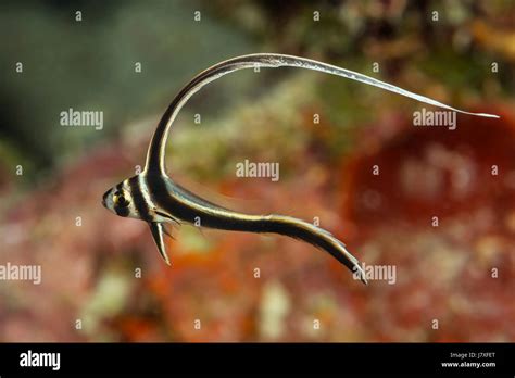 Juvenile Spotted Drum Equetus Punctatus Jardines De La Reina Cuba