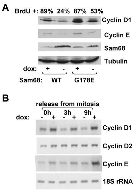 Sam68 Overexpression Inhibits G1 To S Phase Progression And Decreases