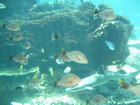 Okinawa Churaumi Aquarium - Okinawa - Japan Travel