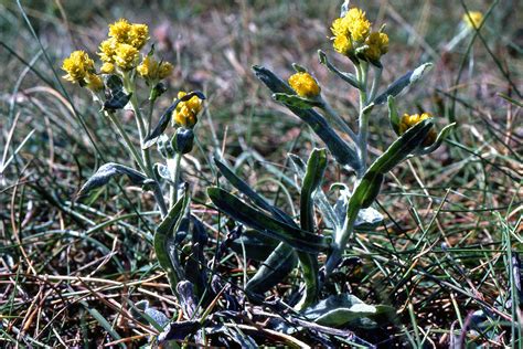 Helichrysum arenarium (Asteraceae) image 203672 at PhytoImages.siu.edu