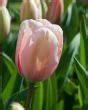 Tulip Salmon Impression From Peter Nyssen Flower Bulbs And Plants