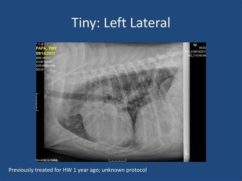 Ppt Heartworm Disease Powerpoint Presentation Free Download Id2066943