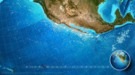 Blue Whale Migration Map Seasonal Migration Northern Pacific Blue Whales